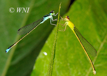 Coenagrionidae (Narrow-winged Damselflies)